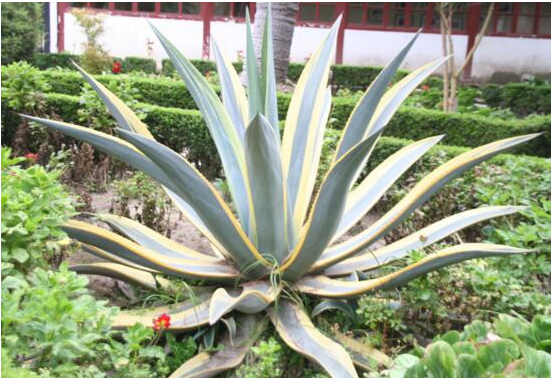 室内除甲醛十大有效排名植物,你知道吗?