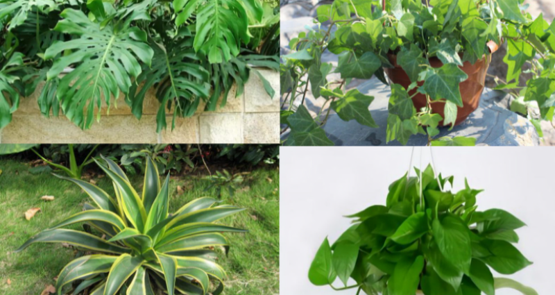 绿植除甲醛 绿植除甲醛